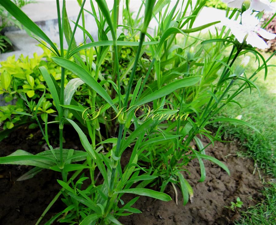  Stem bearing leaves